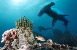 Layang Layang, Borneo Dive Holiday, Malaysia - hammerhead.